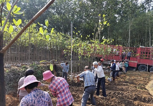 苗木基地開(kāi)啟“忙碌模式”